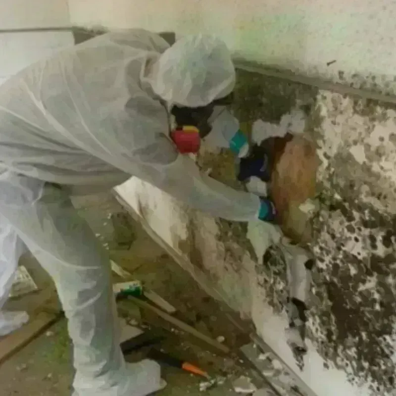 Mold Remediation and Removal in Texarkana, TX